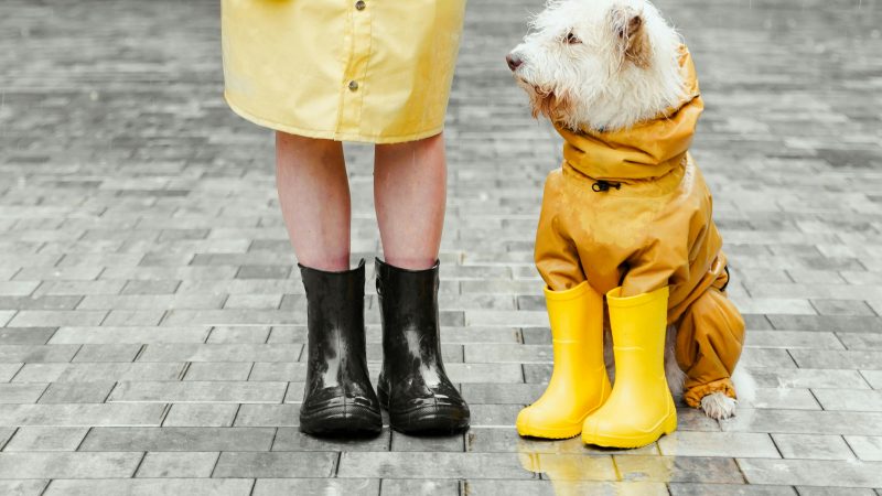 Як захистити лапи собаки взимку: взуття, бальзам, прості поради